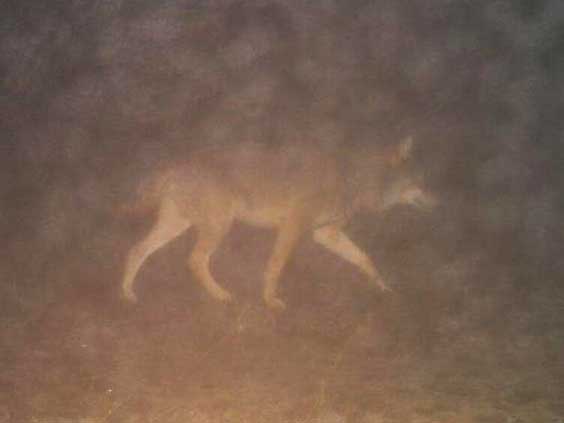 
Wieder aufgetaucht: Im Dezember 2019 wurde ein Wolf bei Elmstein-Iggelbach von einer Wildtier-Fotofalle erfasst. (Foto: FAWF)